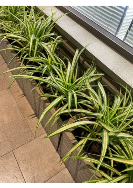 Videolu Kurdela Çiçeği (20 40 Cm)1 Adet Saksılı Bahçe Salon Bitkisi Chlorophytum