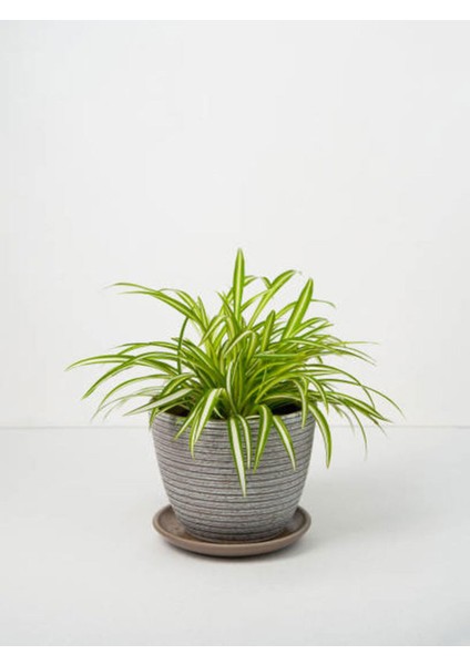 Videolu Kurdela Çiçeği (20 40 Cm)1 Adet Saksılı Bahçe Salon Bitkisi Chlorophytum fiyatları