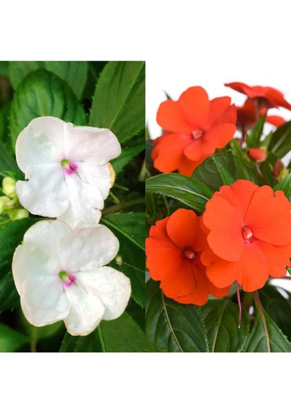 Videolu Karışık 2 Adet Cam Güzeli Çiçeği 10-15 cm Tüplü Çiçekli Bodur Bitkiler Yeni Gine modelleri