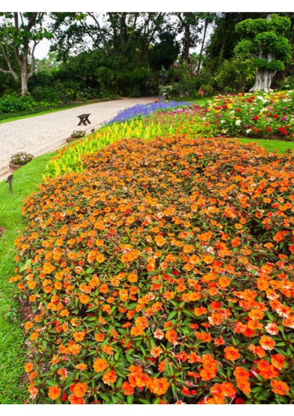 Videolu Karışık 2 Adet Cam Güzeli Çiçeği 10-15 cm Tüplü Çiçekli Bodur Bitkiler Yeni Gine indirimleri