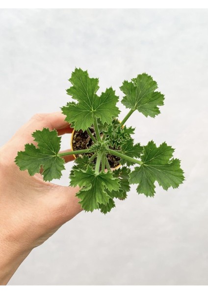 Videolu 1 Adet Karışık Renk Ceylangözü Sardunya Çiçeği Fidesi 5-15 cm Saksılı Çiçekli Bodur Geranıum