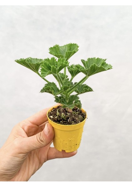 Videolu 1 Adet Karışık Renk Ceylangözü Sardunya Çiçeği Fidesi 5-15 cm Saksılı Çiçekli Bodur Geranıum fiyatları