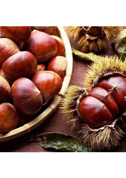 2-3 Yaş Aşılı Şekerci Kestane 80-90 cm Fidanı Bol Verimli Soğuğa Dayanıklı