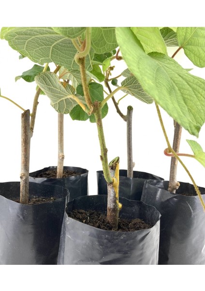 Hayward Kivi Fidanı-Erkek ve Dişi 2 Adet 35-40 cm Bol Verimli Soğuğa Dayanıklı fiyatları