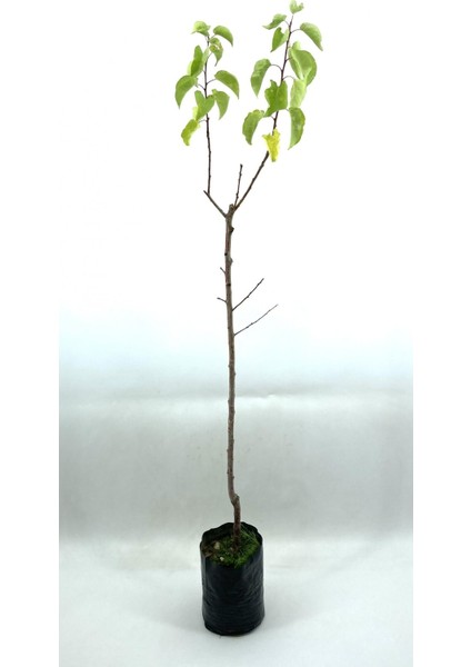 Kayısı (Şekerpare) Fidanı 2 Yaş (70-80 Cm)
