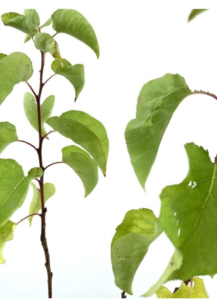 Kayısı (Şekerpare) Fidanı 2 Yaş (70-80 Cm) fiyatları