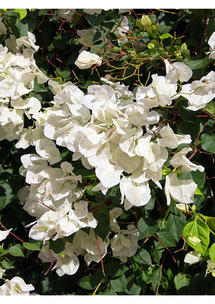 Videolu Beyaz Begonvil Çiçeği Fidanı 35 50CM) 1 Adet Saksılı Dış Mekan Sarmaşık Begonia