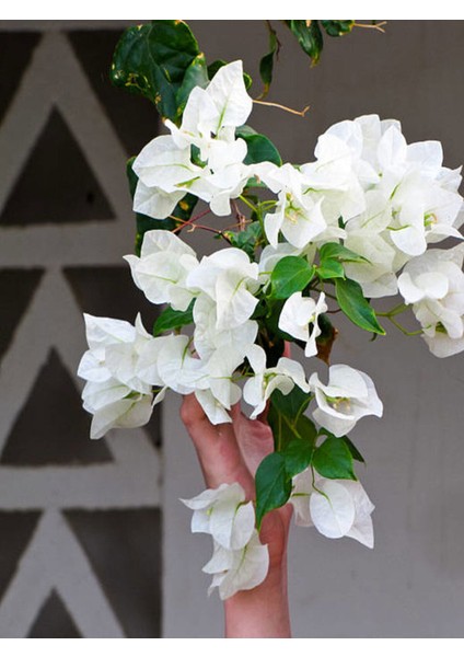 Videolu Beyaz Begonvil Çiçeği Fidanı 35 50CM) 1 Adet Saksılı Dış Mekan Sarmaşık Begonia modelleri