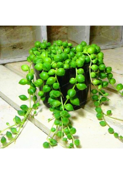 Askılı Tesbih Çiçeği fiyatları