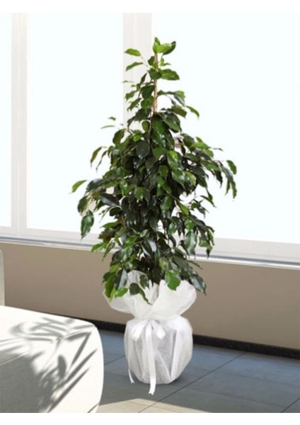 Benjamin Bitkisi Salon Bitkisi