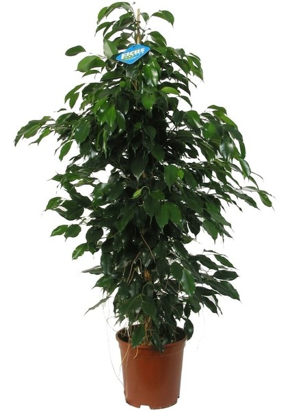 Benjamin Bitkisi Salon Bitkisi fiyatları