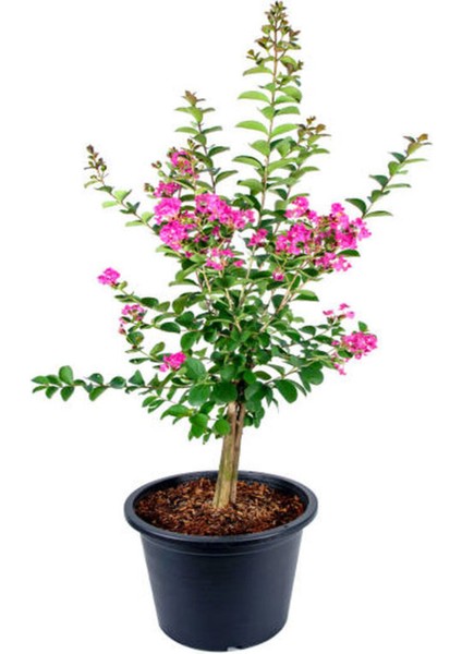 Serada Decor Plant Videolu Pembe Çiçekli Oya Çiçeği Fidanı (45 80 Cm)1 Adet Saksılı Dış Mekan Lagerstroemia Indica