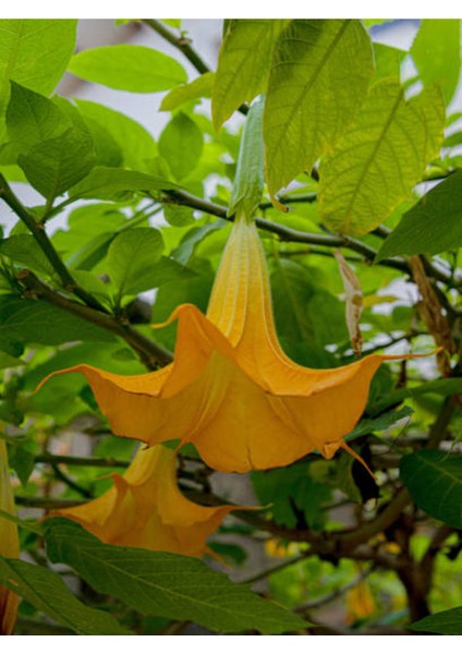 Videolu Sarı Acem Borusu Çiçeği Fidanı (40 60 Cm) 3 Adet Saksılı/tüplü Dış Mekan Bitkisi indirimleri