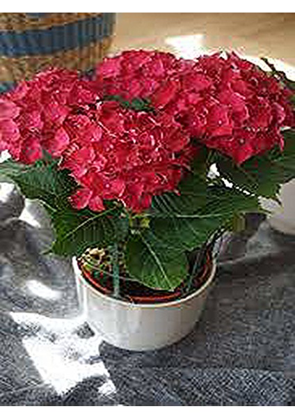 Canlı Pembe Ortanca Çiçeği