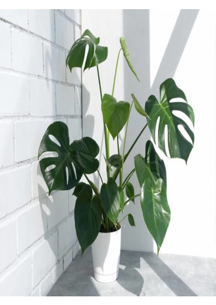 Serada Decor Plant Deve Tabanı Bitkisi - Monstera Deliciosa-Ithal 35-50 cm Dolgun Formlu Iç Mekan