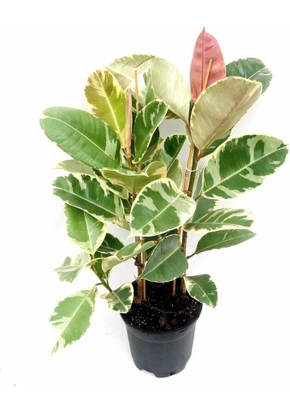 Pembe Alacalı Kauçuk Çiçeği 2li 95-100CM Iç Mekan Bitkisi Hediyelik Salon Bitkisi