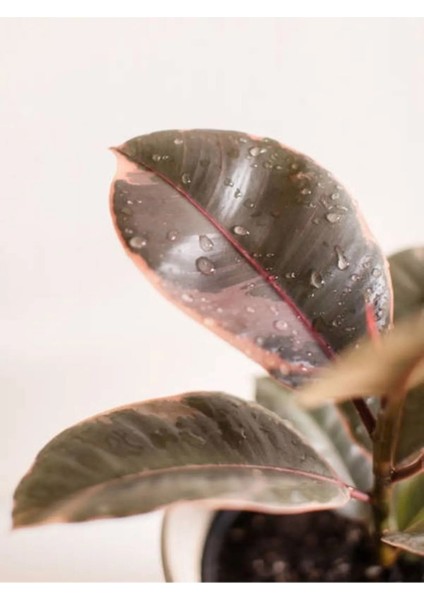 Pembe Alacalı Kauçuk Çiçeği 2li 95-100CM Iç Mekan Bitkisi Hediyelik Salon Bitkisi modelleri