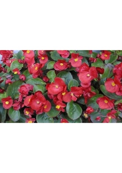 Videolu 1 Adet Kırmızı Begonya Çiçeği 25-35 cm Saksılı Iç Mekan Bitkileri Begonia fırsatları