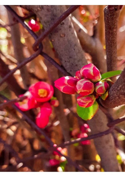 Yörük Gelini Japanese Quince Bol Çiçekli Süs Bitkisi Aşılı Meyve Fidanı fiyatları