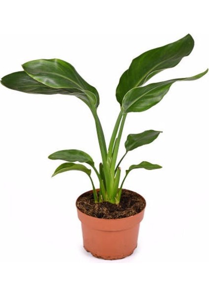 Starliçe Beyaz Cennet Kuşu Çiçeği - Turna Gagası - Mini Boy Iç Mekan Ofis Salon