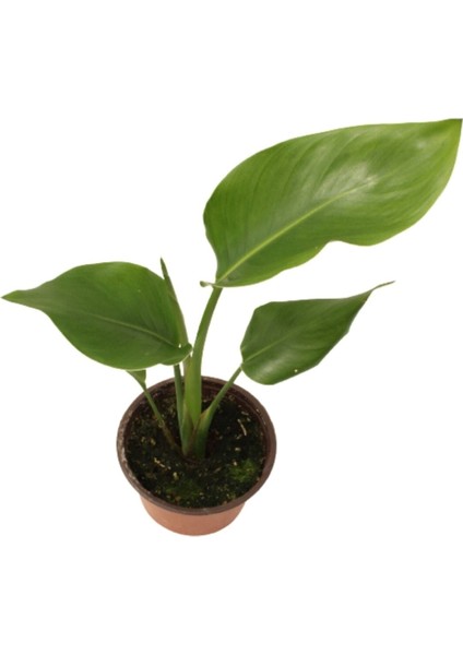 Starliçe Beyaz Cennet Kuşu Çiçeği - Turna Gagası - Mini Boy Iç Mekan Ofis Salon fiyatları