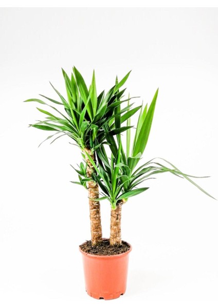 Yucca 2 Gövde - Yuka Hançer 'avize' Çiçeği Yukka - Ev Ofis Salon Iç Mekan Bitkisi - 100 cm