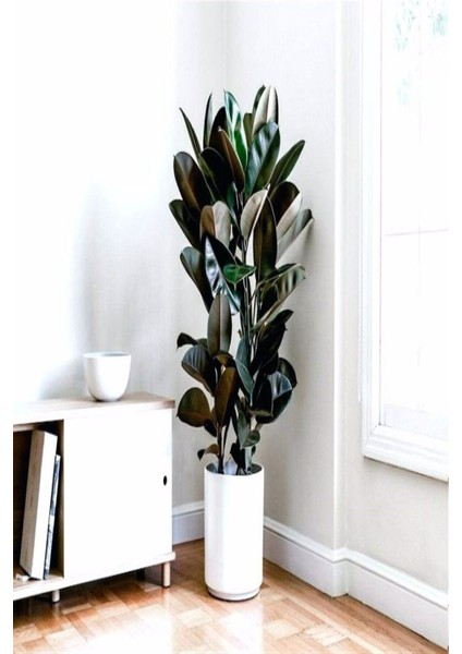 Kauçuk Bitkisi 2 Köklü 60-80 cm fiyatları