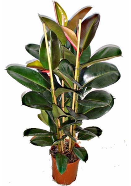 Kauçuk Bitkisi 2 Köklü 60-80 cm fırsatları