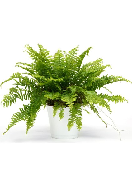 Aşk Merdiveni Fujer Nephrolepis Makrome Saksıda Ev Bitkisi