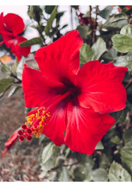 Videolu Kırmızı Japon Gülü (30 50 Cm)1 Adet Saksılı Çiçekli Bodur Bitki Hibiscus Rosa-Sinensis