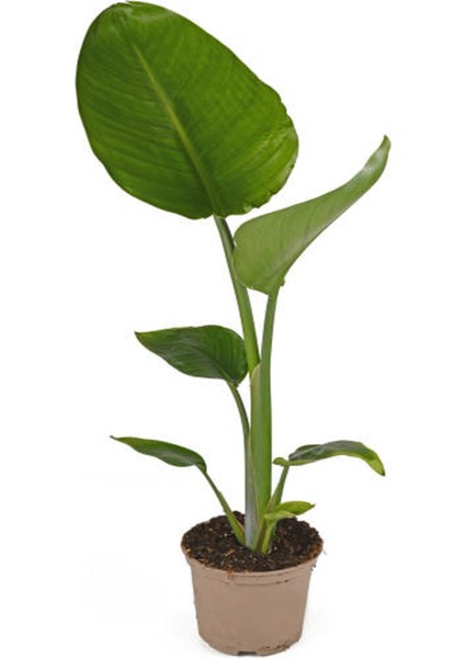 Starliçe - Beyaz Cennet Kuşu 50 -60 cm (Strelitzia Nicolai) Iç Mekan Bitkisi