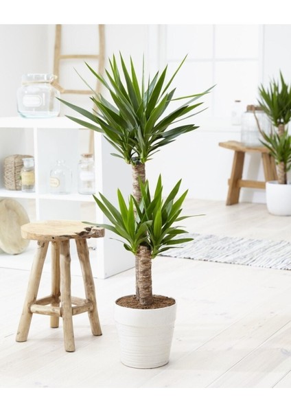 Yukka Çiçeği Yucca 2 Li Dikim Iç Mekan Bitkisi 80-100CM