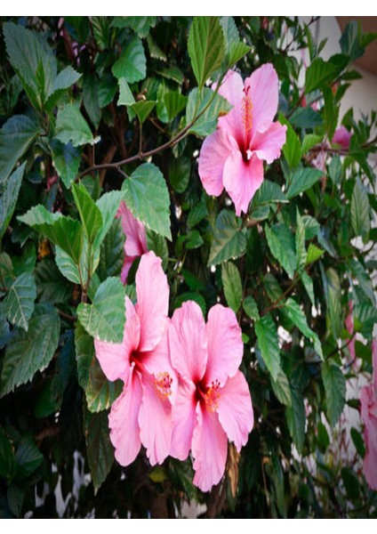 Japon Gülü Hibiscus Pembe Renk Çiçekli Kalın Yapraklı Ithal Iç Mekan Bitkisi