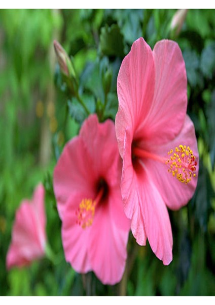 Japon Gülü Hibiscus Pembe Renk Çiçekli Kalın Yapraklı Ithal Iç Mekan Bitkisi modelleri