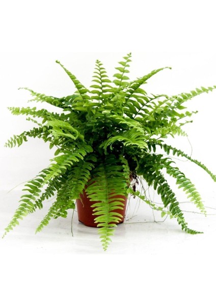 Fujer Aşk Merdiveni Nephrolepsis Exaltata