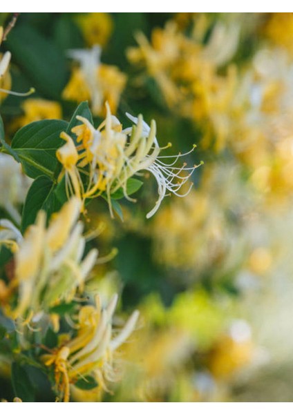Videolu Mis Kokulu Sarı Beyaz Hanımeli Çiçeği Fidanı 60-120CM Tüplü Çiçekli Bodur Bitki (Lonicera)