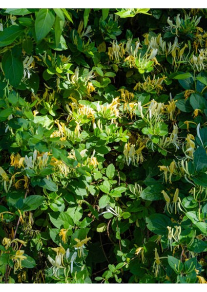 Videolu Mis Kokulu Sarı Beyaz Hanımeli Çiçeği Fidanı 60-120CM Tüplü Çiçekli Bodur Bitki (Lonicera) modelleri