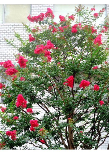 Serada Decor Plant Videolu Kırmızı Renkli Oya Çiçeği Fidanı (30 80 Cm)1 Adet Dış Mekan Ağaç Lagerstroemia Indica