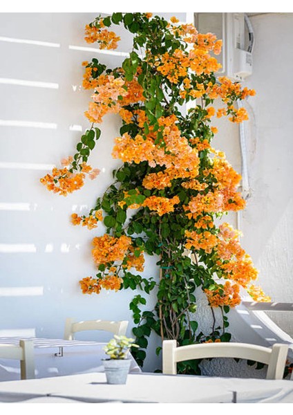 Videolu Turuncu Begonvi Gelin Tacı Çiçeği Fidanı (30 60 Cm)1 Adet Saksılı Bougainvillea
