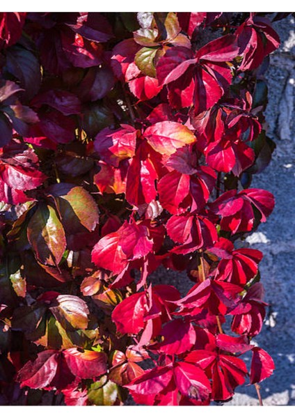 Videolu Amerikan Sarmaşığı Çiçeği Fidanı (80 90 Cm)1 Adet Saksılı Dış Mekan Sarmaşık Virginia