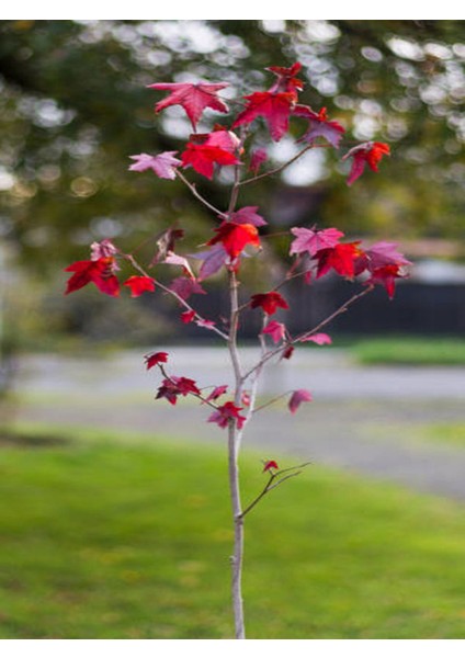 Videolu Amerikan Sarmaşığı Çiçeği Fidanı (80 90 Cm)1 Adet Saksılı Dış Mekan Sarmaşık Virginia fırsatları