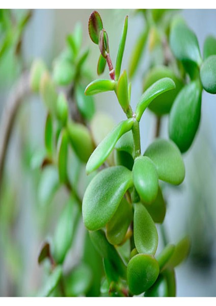 Yeşim (Para) Çiçeği (20-40 Cm) 5.5 Saksıda Iç Mekan Bitkisi Balkon Bitkisi