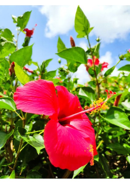 Videolu Kırmızı Japon Gülü (30 50 Cm)1 Adet Saksılı Çiçekli Bodur Bitki Hibiscus Rosa-Sinensis fırsatları