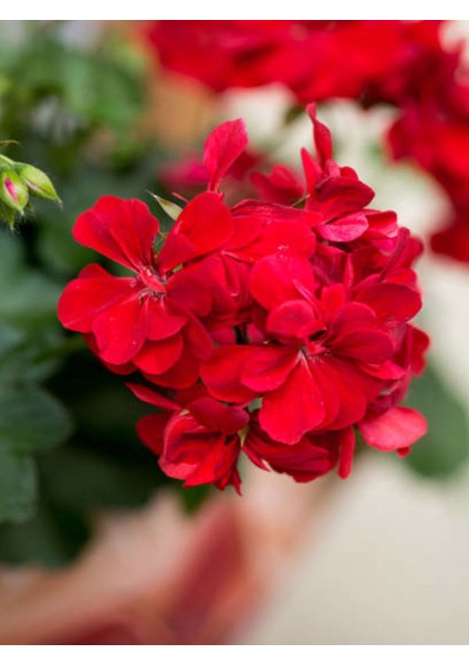 Videolu 1 Adet Kırmızı Sardunya Çiçeği 15-25 cm Saksılı Çiçekli Bodur Bitkiler Geranium