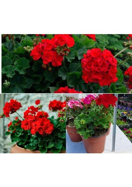 Videolu 1 Adet Kırmızı Sardunya Çiçeği 15-25 cm Saksılı Çiçekli Bodur Bitkiler Geranium fiyatları