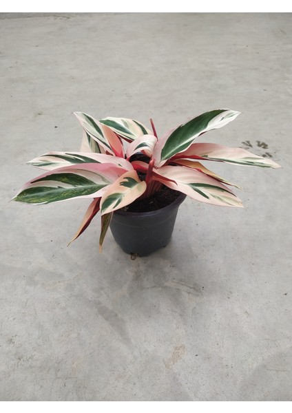 Calathea Triostar
