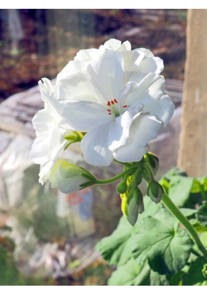 Videolu 1 Adet Beyaz Sardunya Çiçeği 15-25 cm Saksılı Çiçekli Bodur Bitkiler Geranium