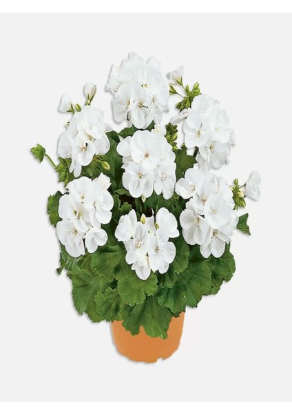Videolu 1 Adet Beyaz Sardunya Çiçeği 15-25 cm Saksılı Çiçekli Bodur Bitkiler Geranium fiyatları