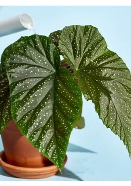 Videolu 1 Adet Mini Çilli Begonya Çiçeği 5-15 cm Saksılı Çiçekli Bodur Bitkiler Begonia modelleri