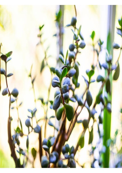 Yeşim (Para) Çiçeği (20-40 Cm) 5.5 Saksıda Iç Mekan Bitkisi Balkon Bitkisi fiyatları